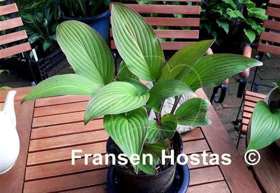 Hosta Bloodline